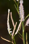 Largeflower jointweed